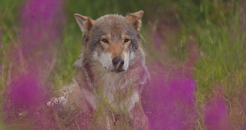 Close-up of a large adult male grey wolf looking for prey in a grass meadow