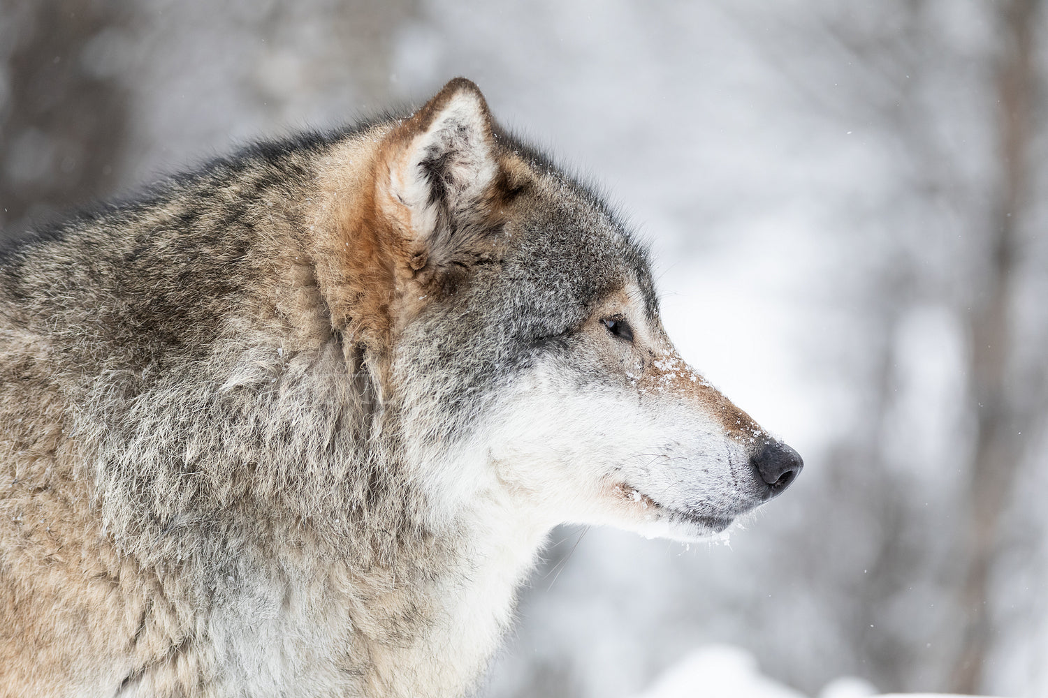 Close-up of beautiful wolf in the snow in beautiful winter forest
