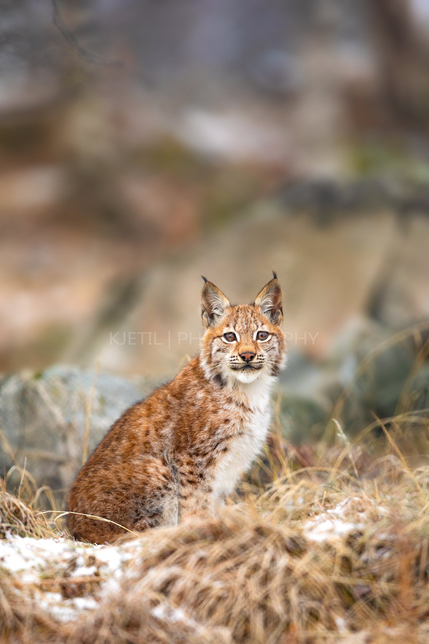 Young eurasian lynx sits in the grass at winter