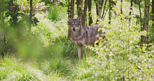 Large grey wolf looking after rivals and danger in the summer forest