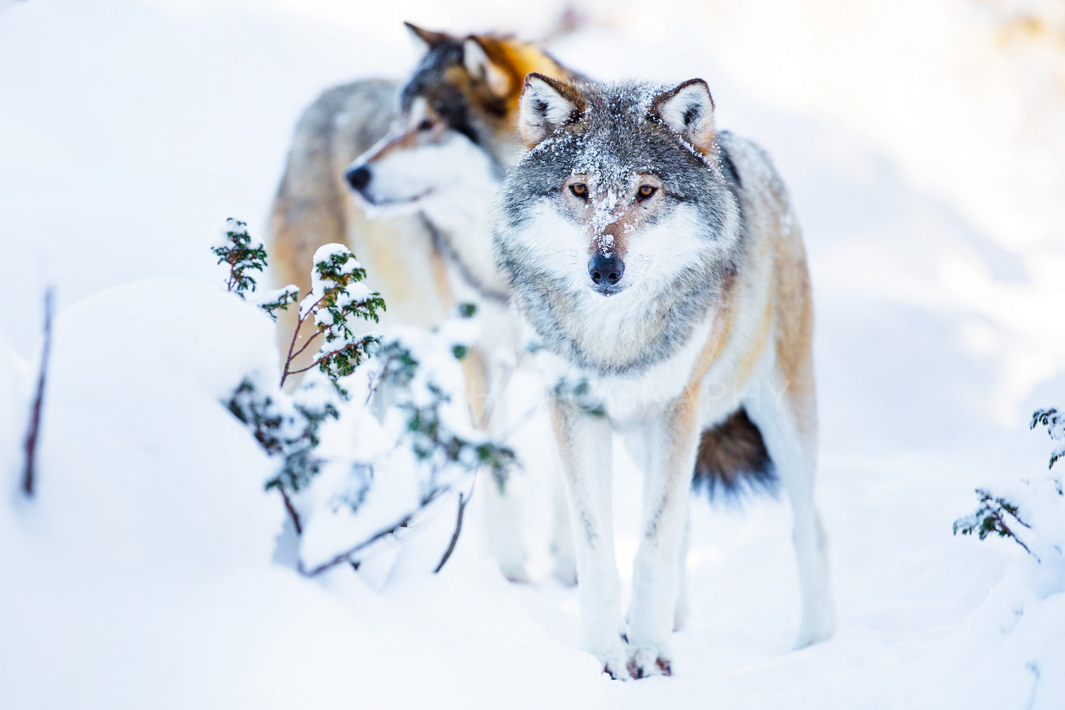 Two large wolves in cold winter landscape
