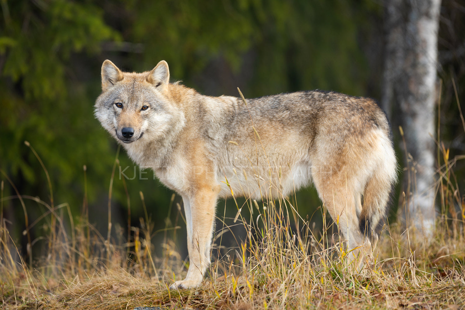 Young female grey wolf standing in the forest