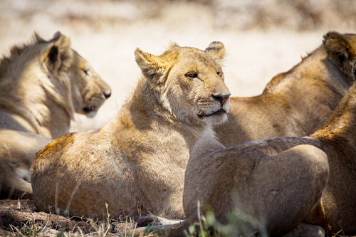 Lion pride in Tanzania