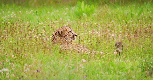 Cheetah relaxing on field in forest