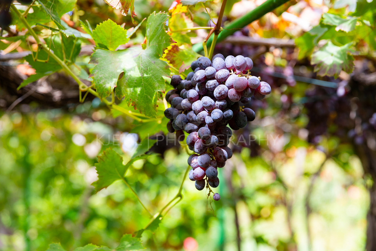 Organic Bunches of Grapes for Wine Production Growing At Vineyard