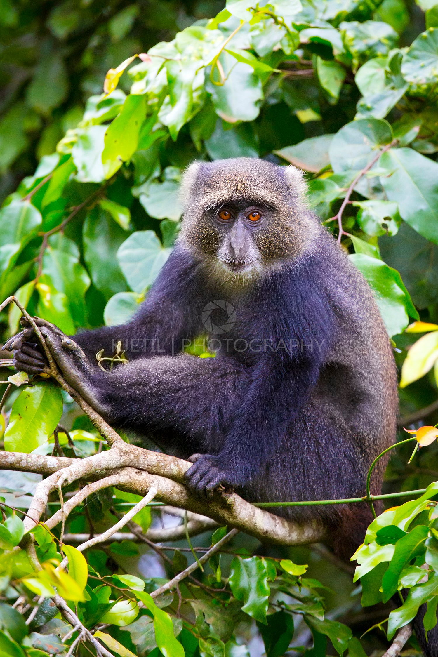 Blue monkey sitting in tree