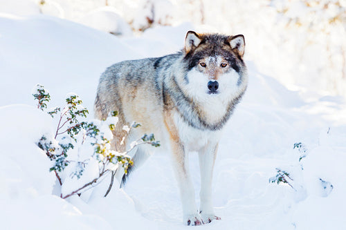Snowy wolf stands in beautiful winter forest