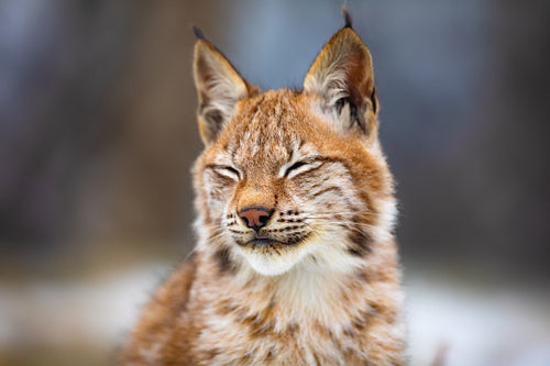 Portrait of eurasian lynx resting in the forest at early winter