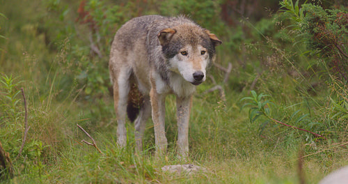 Adult grey wolf standing still in the grass at the forest floor