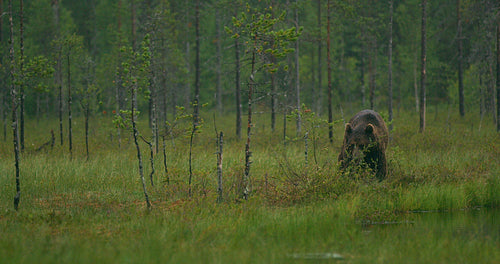 Large adult brown bear walking free in the forest at night