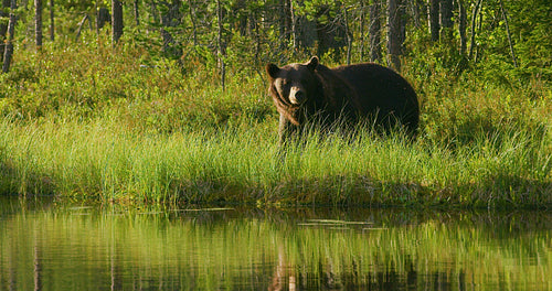 Close-up of large adult brown bear walking free in the forest