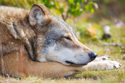 Close up of sleepy wolf who rests in the forest