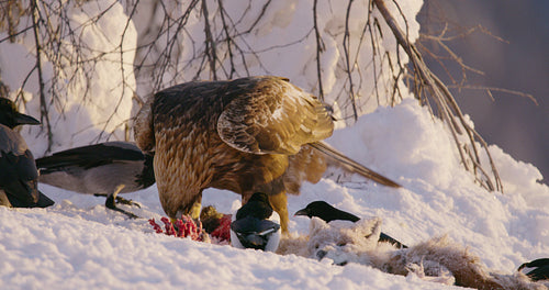 Majestic golden eagle eats on a prey in the mountains at winter