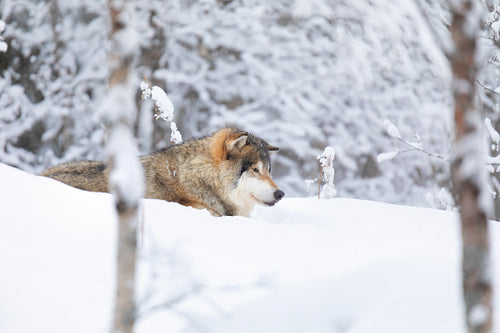 Beautiful wolf walking in the snow in beautiful winter forest