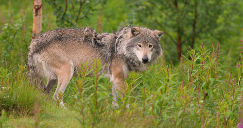 Large male wolf standing between bushes in the forest