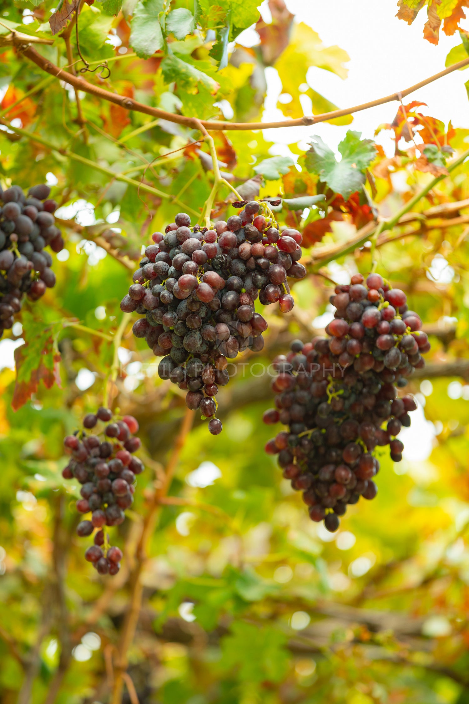 Close-Up Of Grape Bunch At Organic Vineyard Against Sun