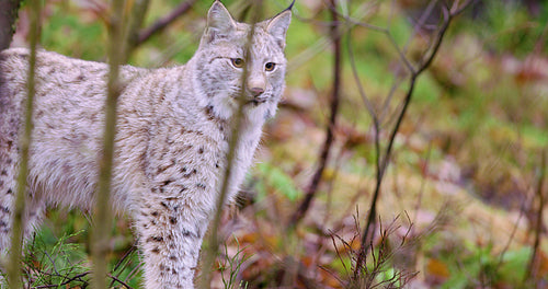 Young and playfull lynx cat standing in the forest