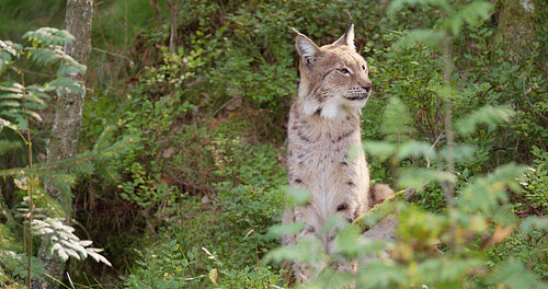 Close-up of lynx sitting in forest looking for prey or enemies