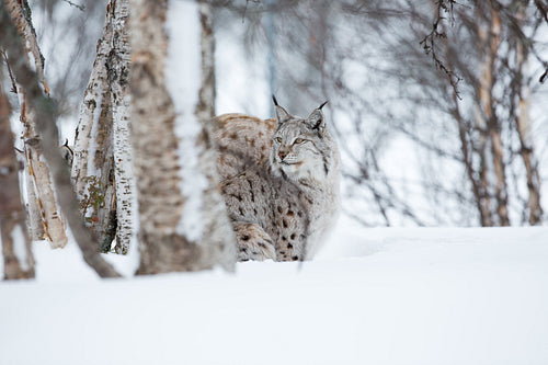 Lynx sneaking in winter forest