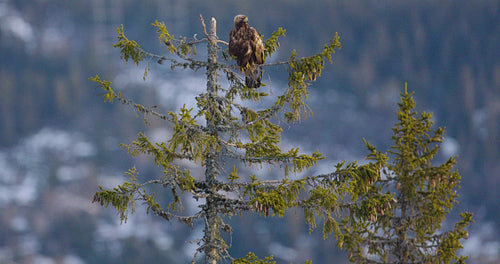 Golden eagle sits in tree at the top of the high mountains at winter