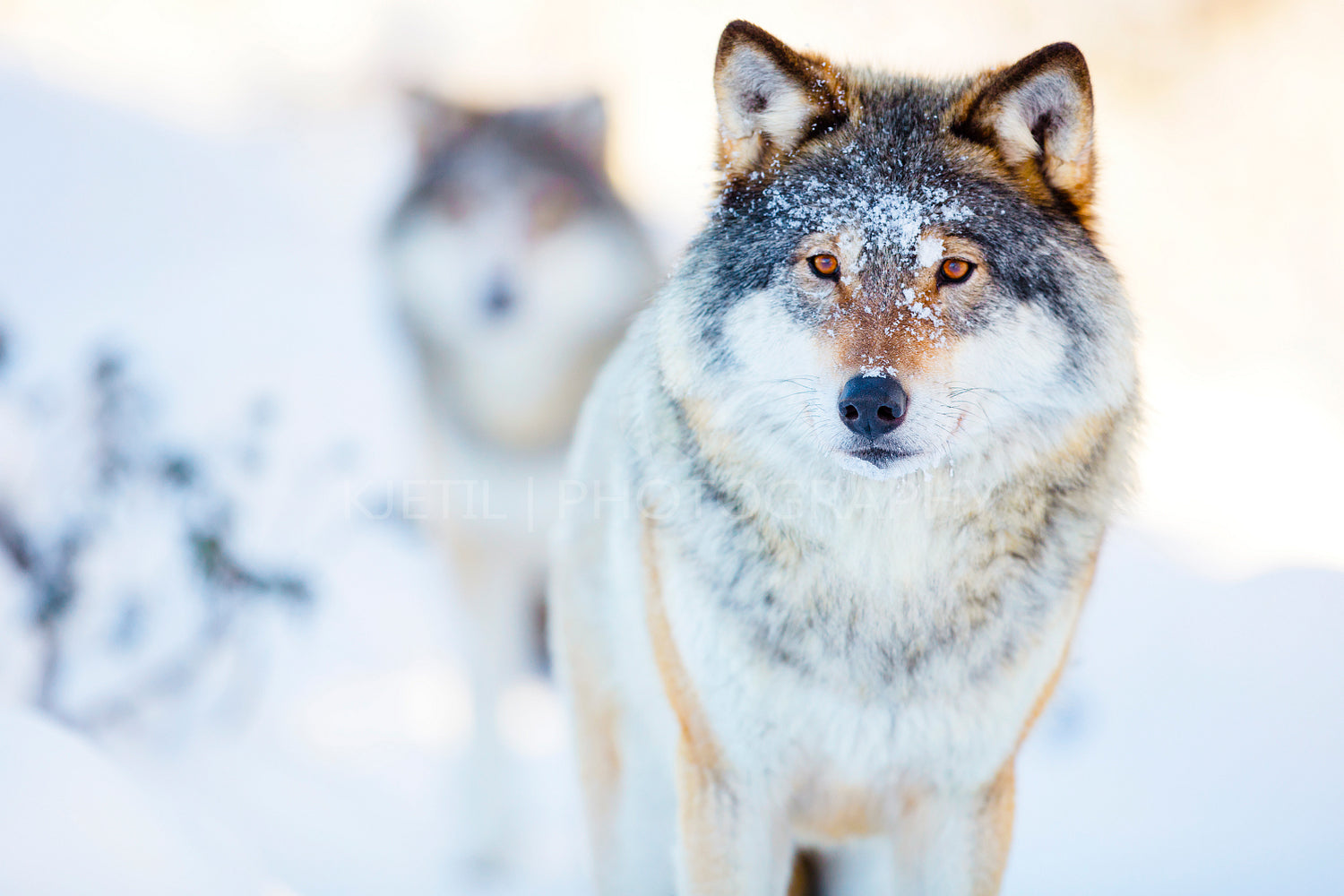 Two wolves in cold winter landscape