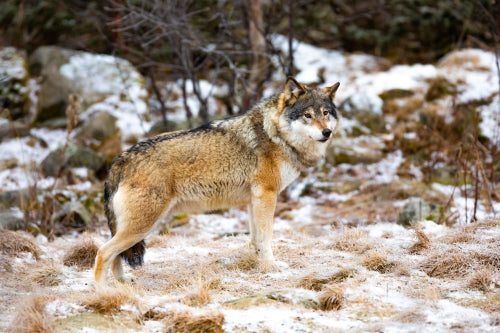 Magnificent wolf standing in the forest in early winter