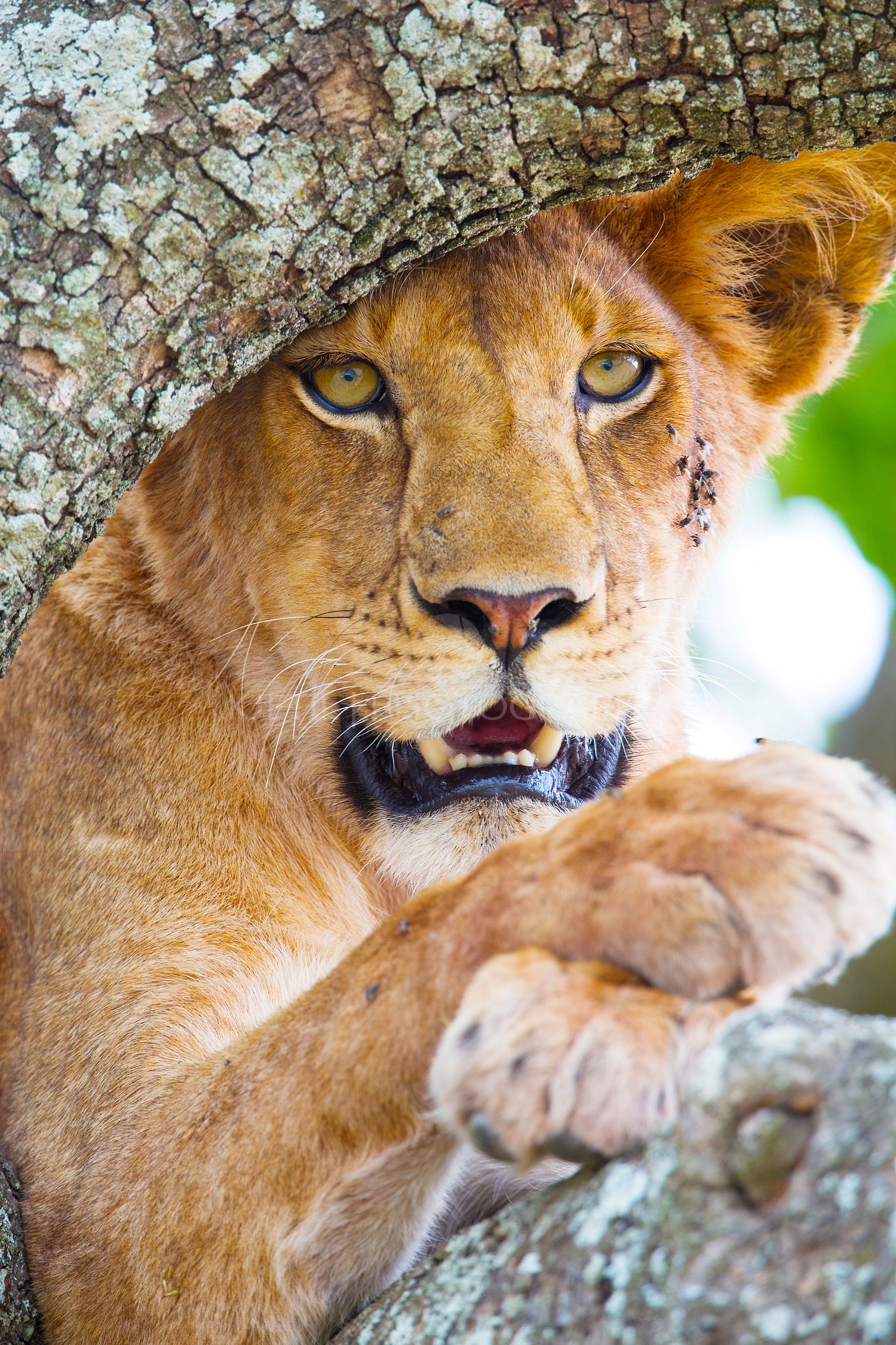 Close up of a beautiful lion with wild eyes resting in tree