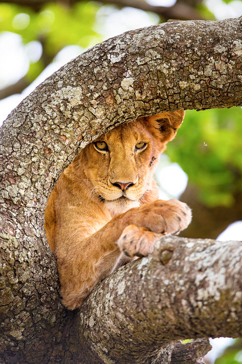Close-up of lion with wild eyes resting in tree
