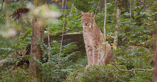 Resting lynx cat on sitting in the forest in the evening shadows