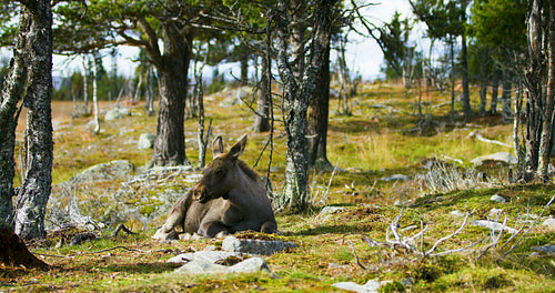 Environmental portrait of young moose calf rests on the forest floor