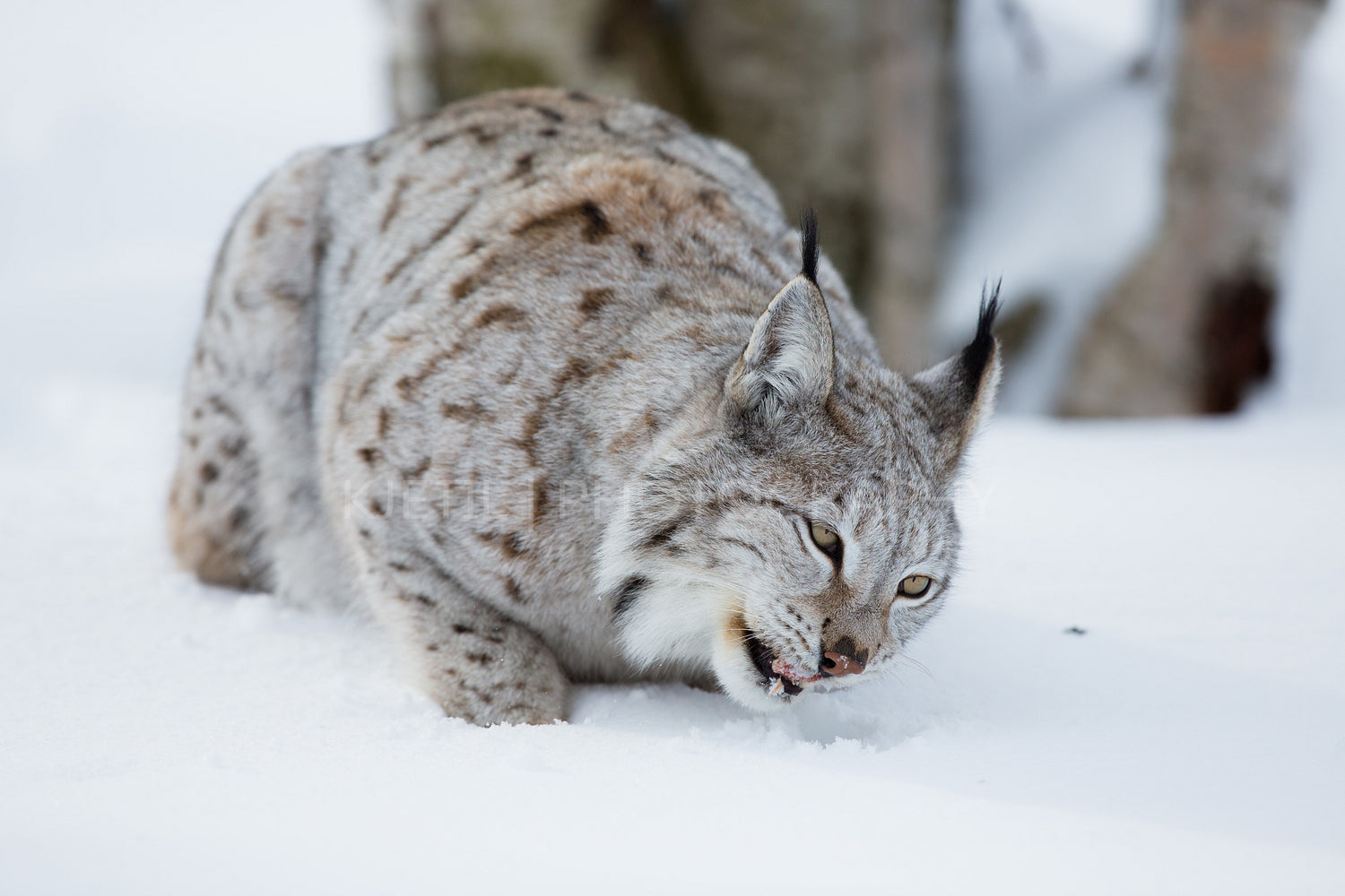 Close up of lynx eating meat