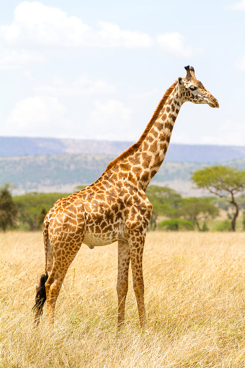 Long giraffe standing at the savannah in Serengeti