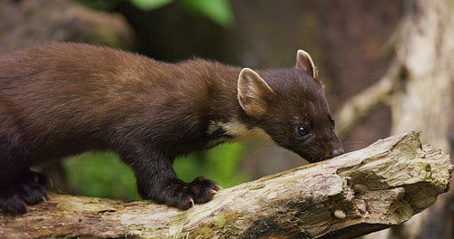 Close-up of wild european pine marten eating in primeval forest