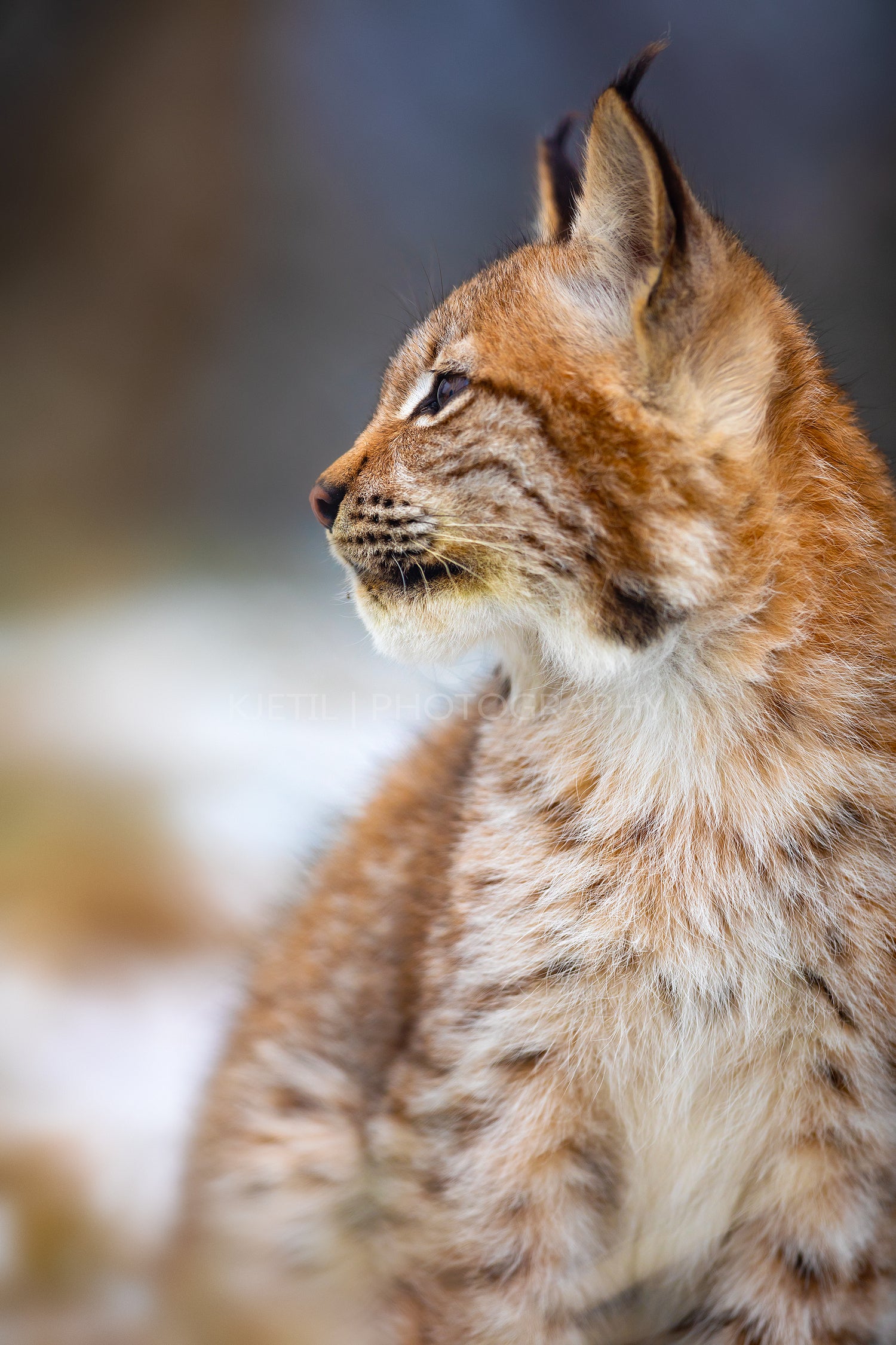Focused eurasian lynx looking sideways in the forest at early winter