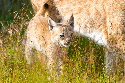 Lynx mother and her cub in the forest
