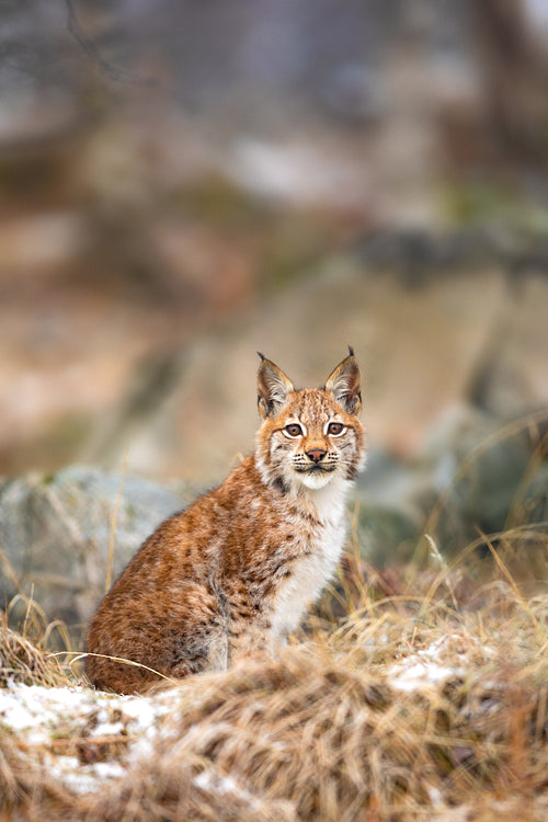 Young eurasian lynx sits in the grass at winter