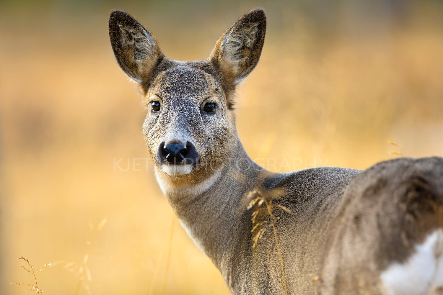 Close-up of one roe deer looking for enemies in the forest at fall