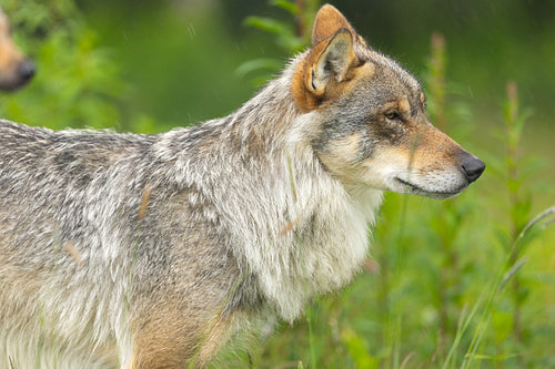 Close-up of female grey wolf standing on rock in the forest