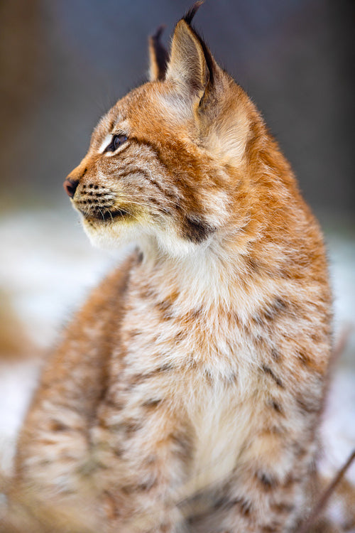 Portrait of eurasian lynx looking sideways in the forest at early winter