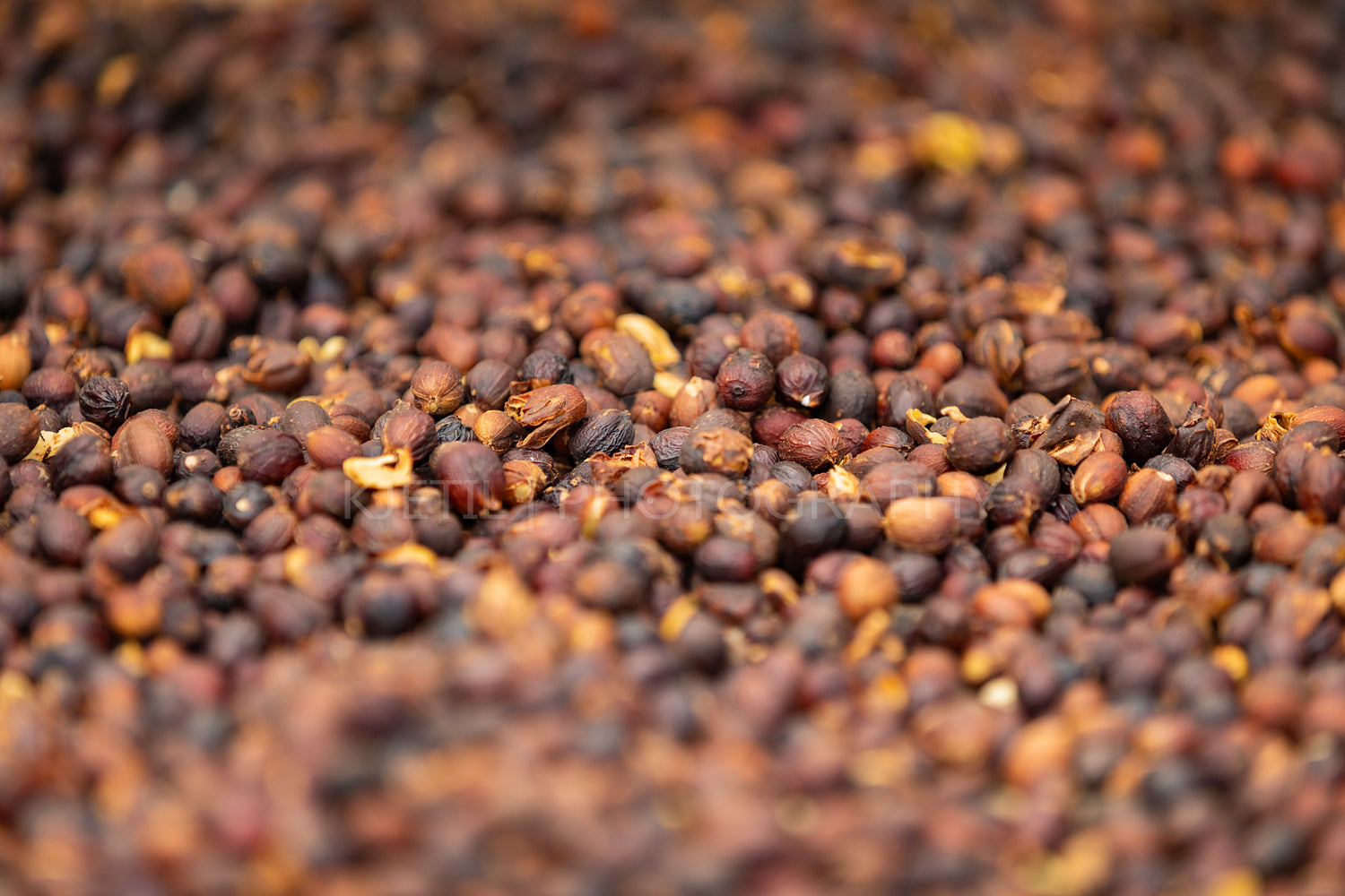 Close-up of Raw Coffee Beans Drying In Crate