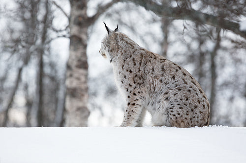 Lynx the snow