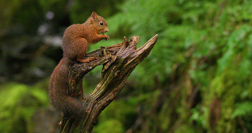 Red squirrel eating food at tree trunk in the water