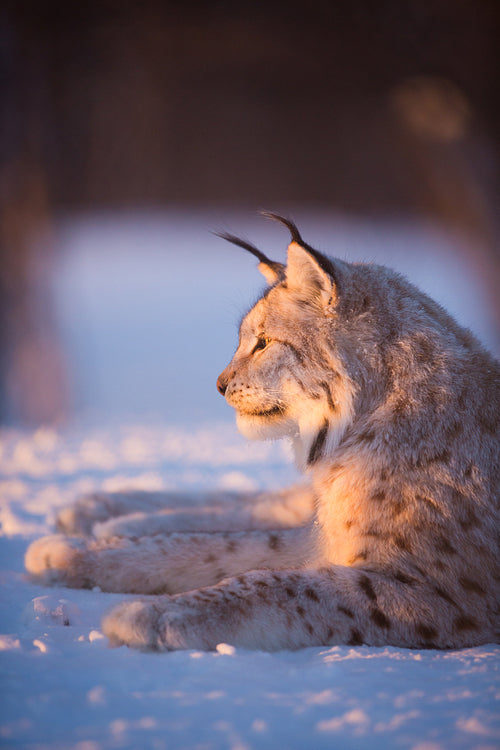 Lynx in the sunset