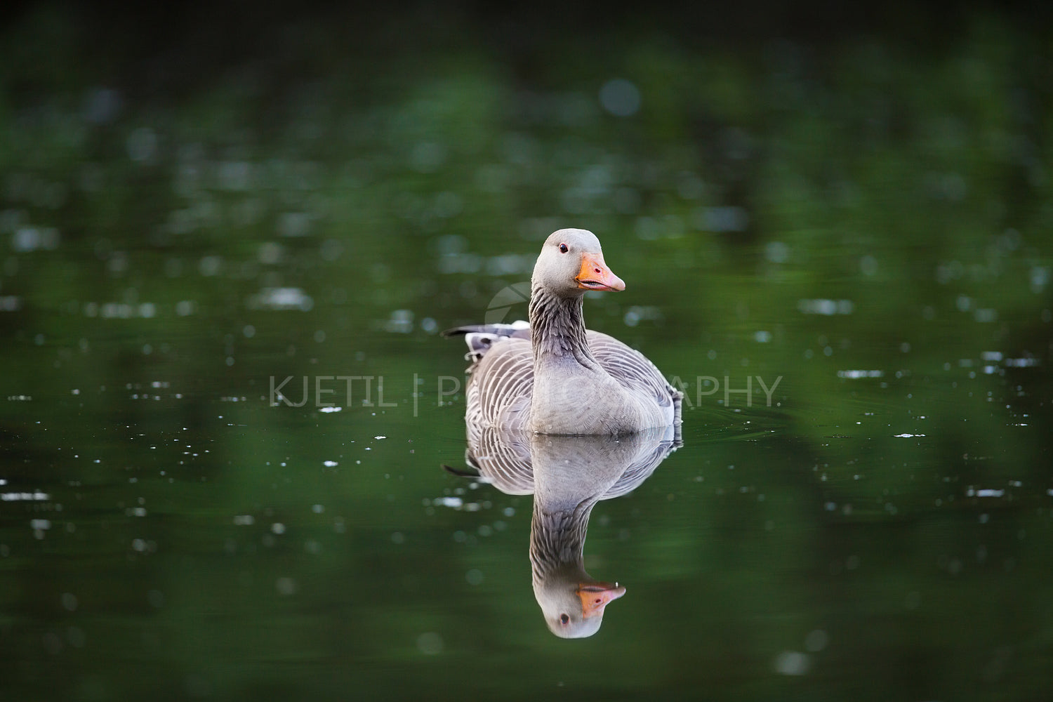 Greylag Goose in Water