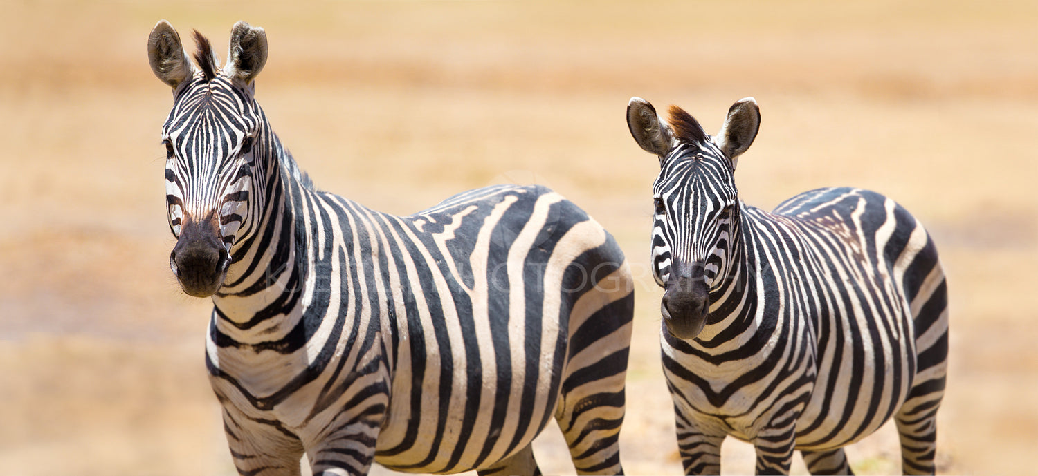 Beautiful zebras at the vast plains in Tanzania Africa