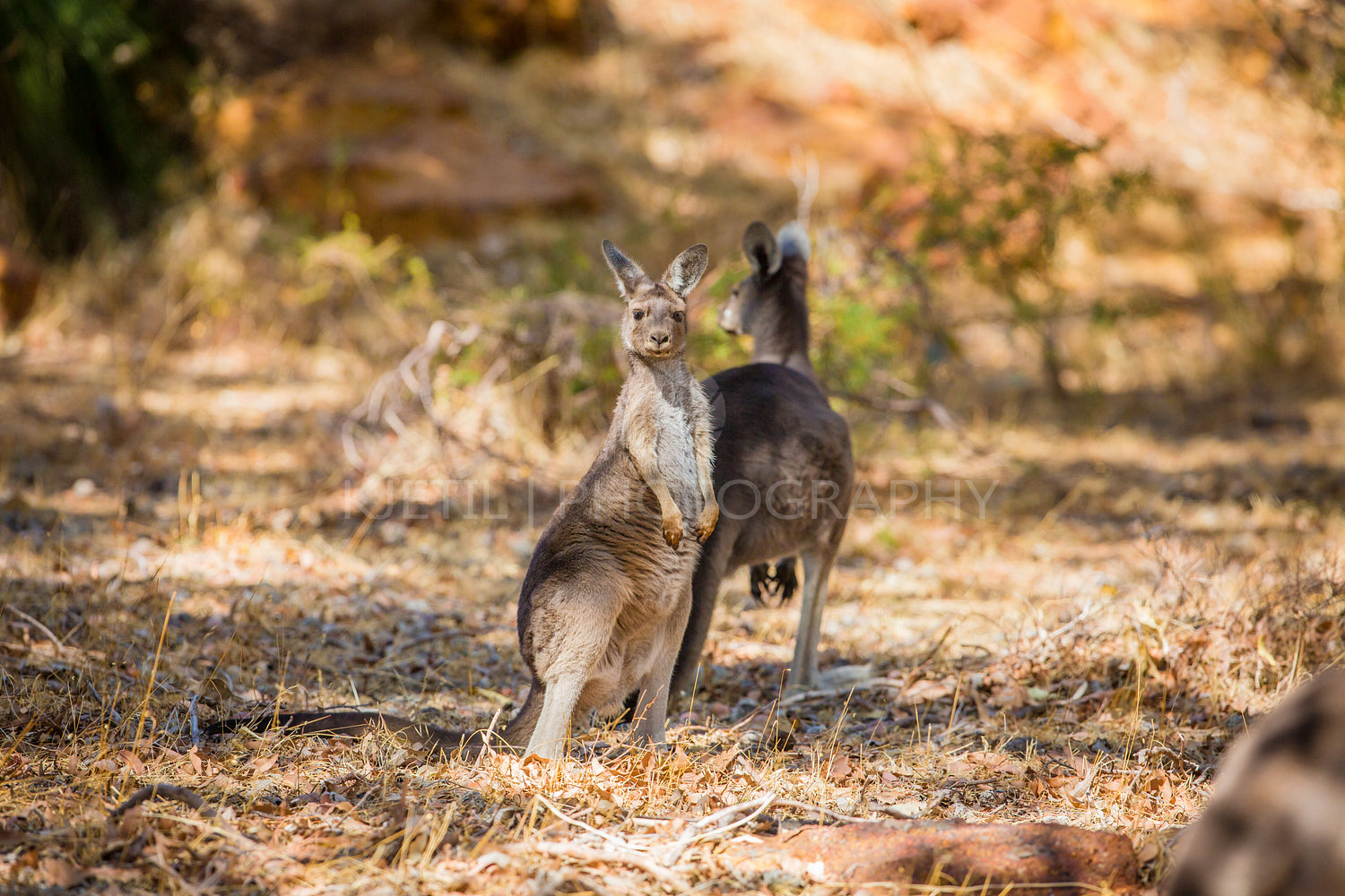 Two kangaroos in the wild