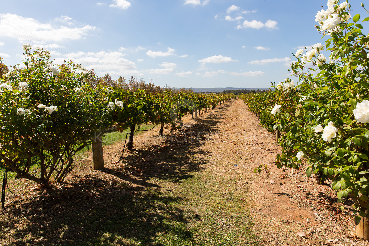 Vineyard in western australia