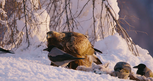 Golden eagle eating in the mountains in beautiful morning light at winter