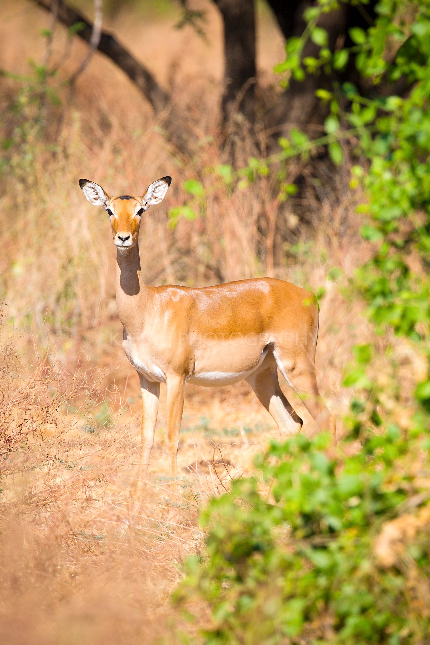 One impala in Africa
