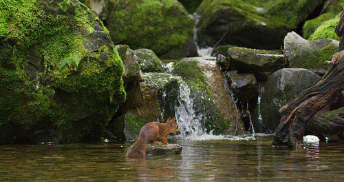 Red squirrel jump from a rock and shake off water